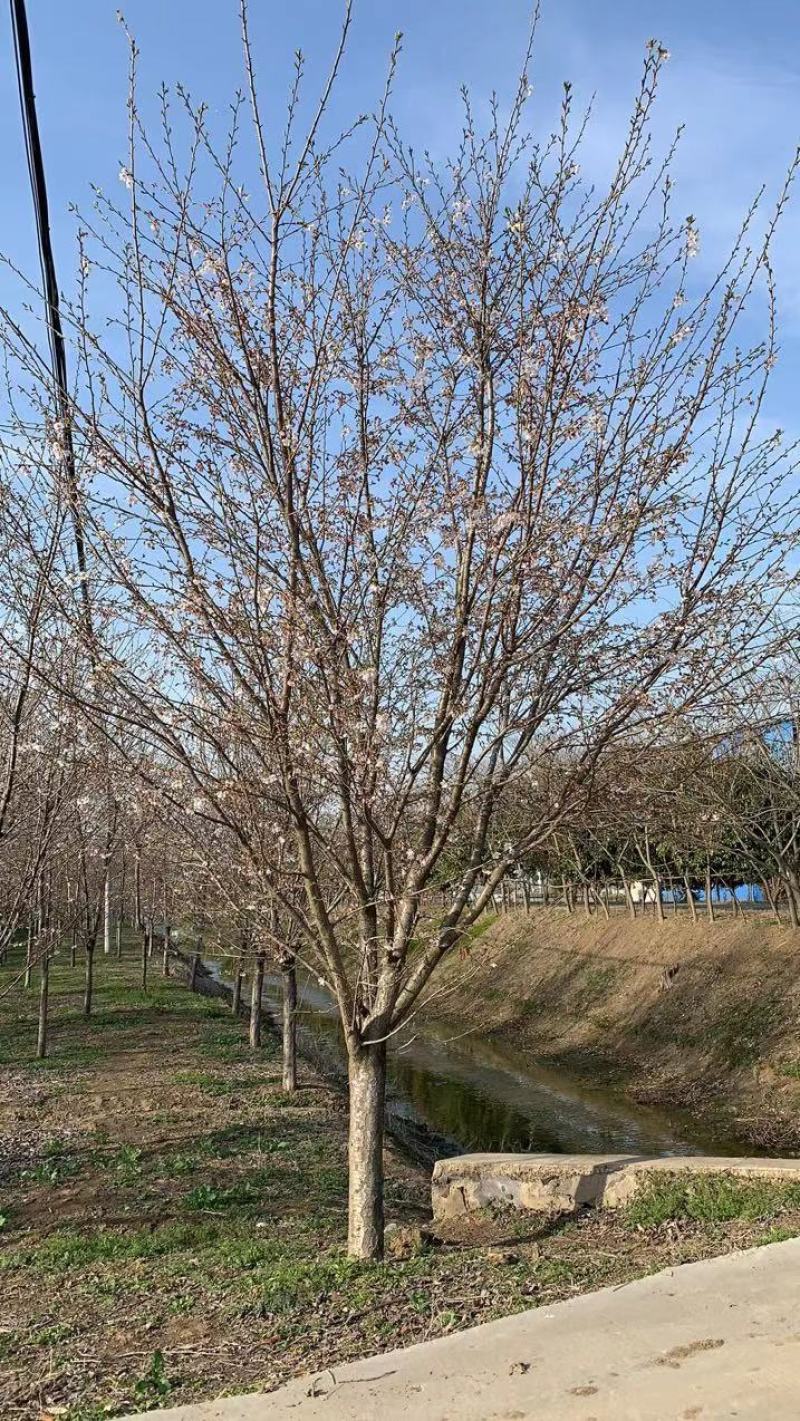 大量供应高低杆染井吉野12--70公分阳光樱5-12公分
