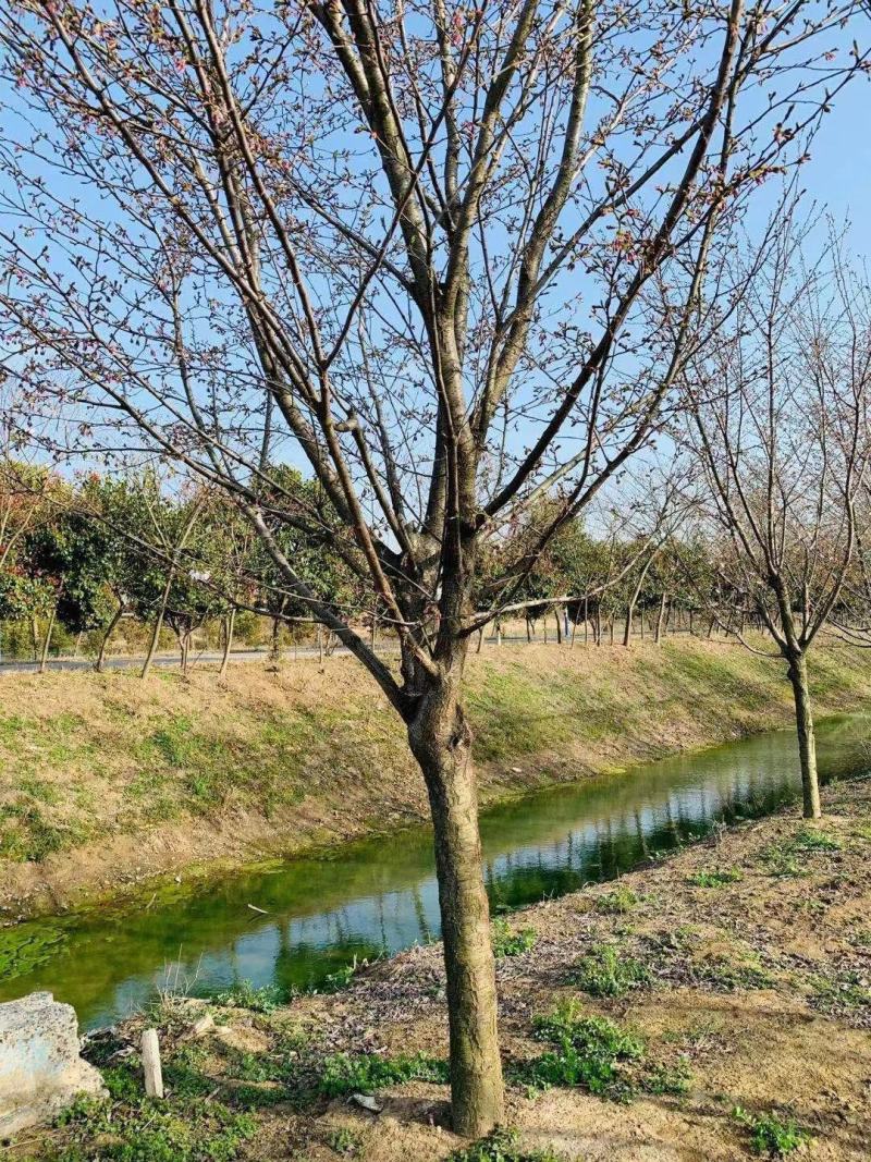 大量供应高低杆染井吉野12--70公分阳光樱5-12公分
