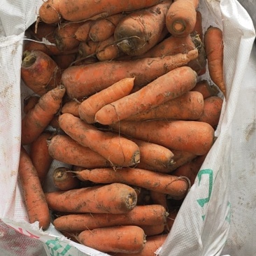 精品胡萝卜出库价格美丽