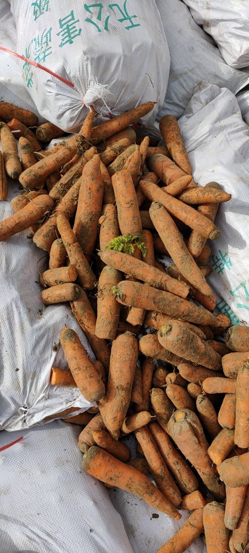 精品胡萝卜出库价格美丽