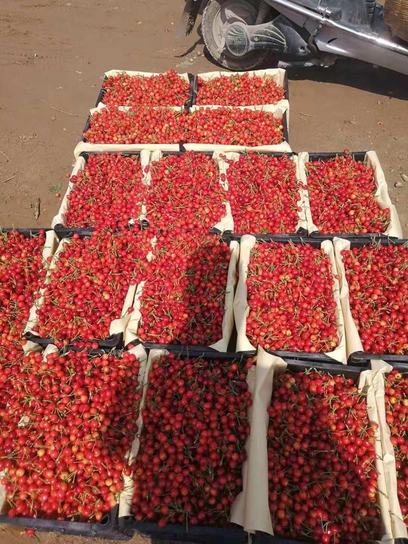 早熟露天夕阳红樱桃大量上市源头一手货源，量大从优现采现发