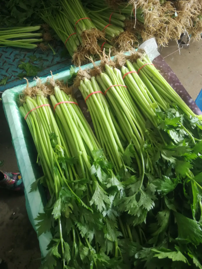 精品香芹青芹菜细芹菜、河北芹菜产地蔬菜供应全国