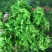 新鲜夜香花夜香花菜冷藏