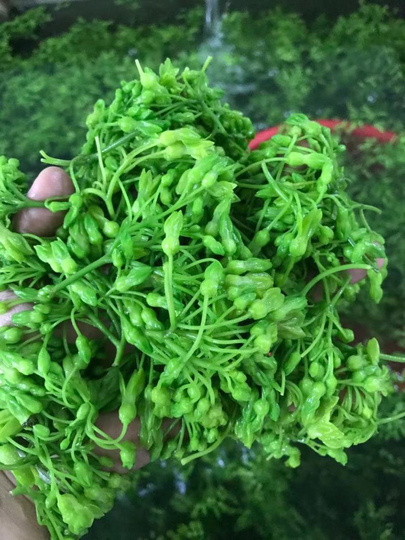 新鲜夜香花夜香花菜冷藏