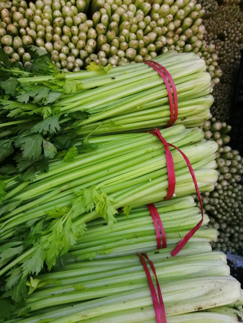 河北芹菜大量上市、芹菜脆嫩西芹嫩芯芹菜蔬菜产地直发