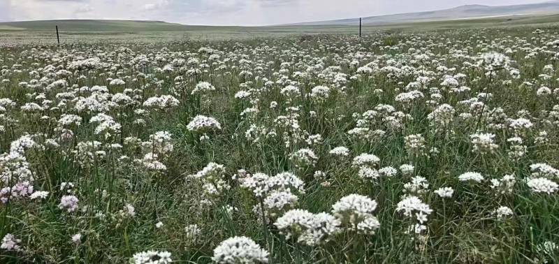 韭菜花酱韭菜花，草原本地产品，大量有货欢迎采购