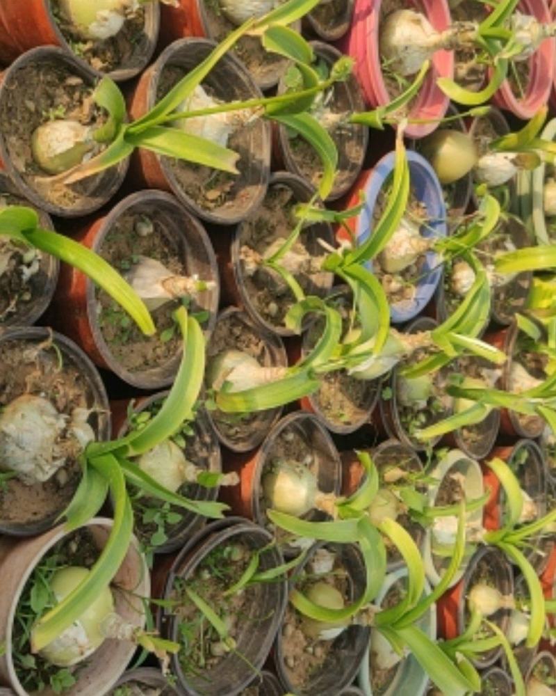 广东虎眼万年青盆栽苗虎眼万年青产地批发直销