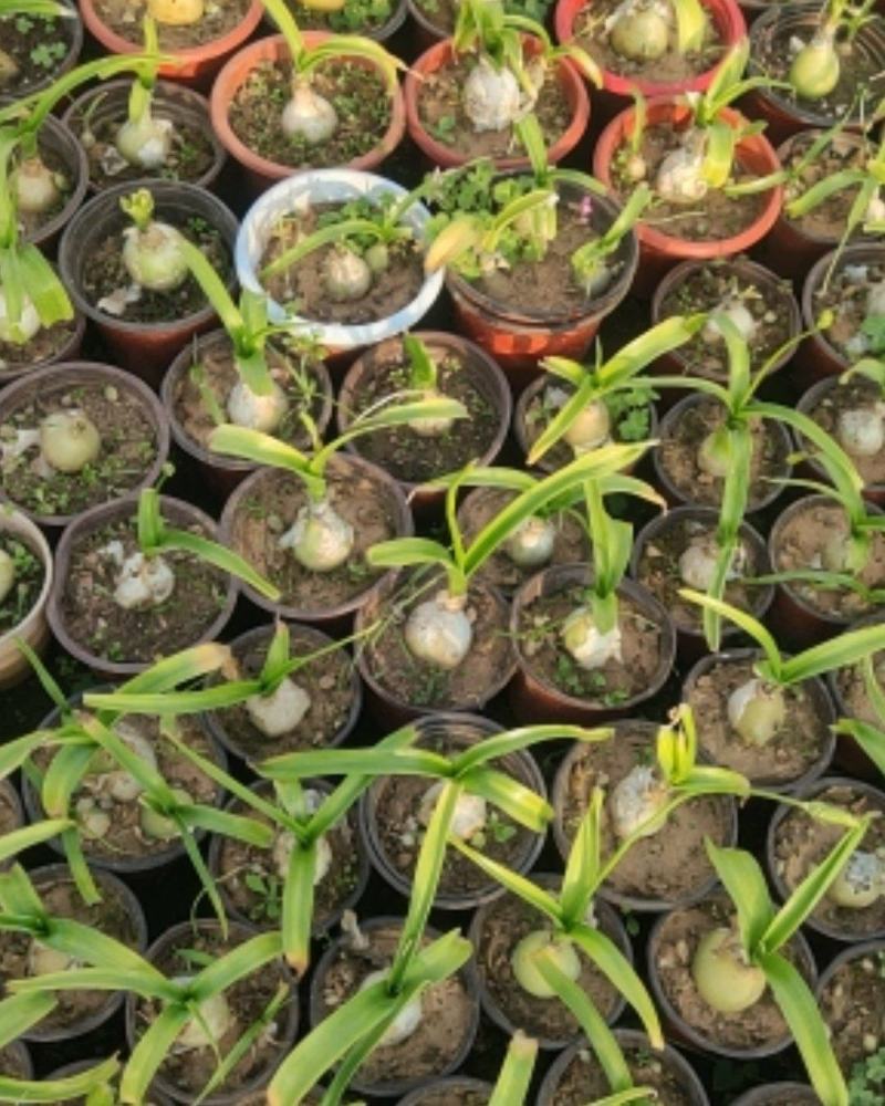 广东虎眼万年青盆栽苗虎眼万年青产地批发直销