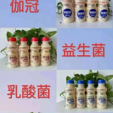伽冠益生菌原味草莓味现货秒发