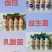 伽冠益生菌原味草莓味现货秒发