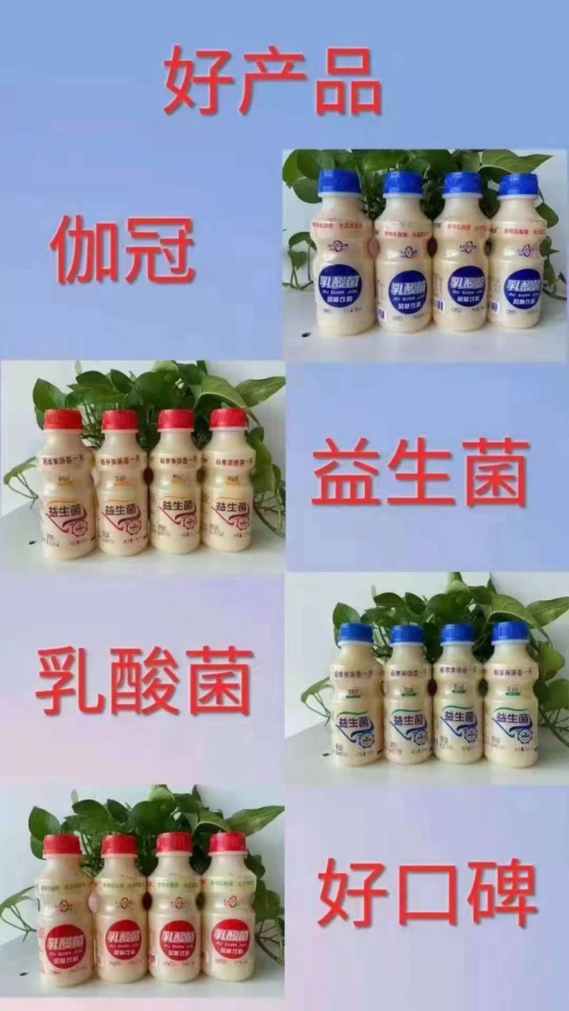 伽冠益生菌原味草莓味现货秒发