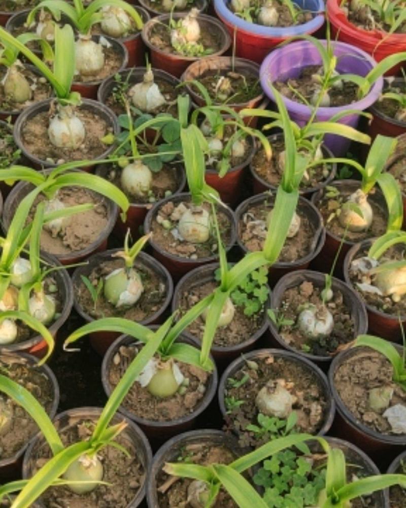 广东虎眼万年青盆栽苗虎眼万年青产地批发直销