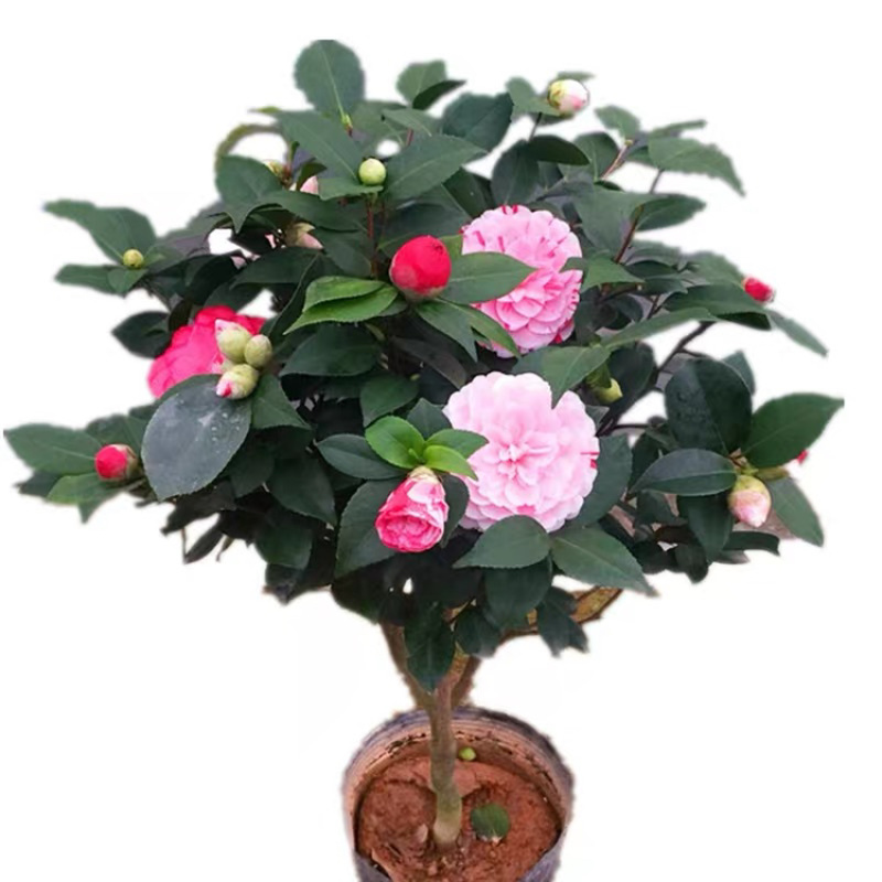 香妃山茶花花苗花卉植物室内好养四季开花不断耐寒