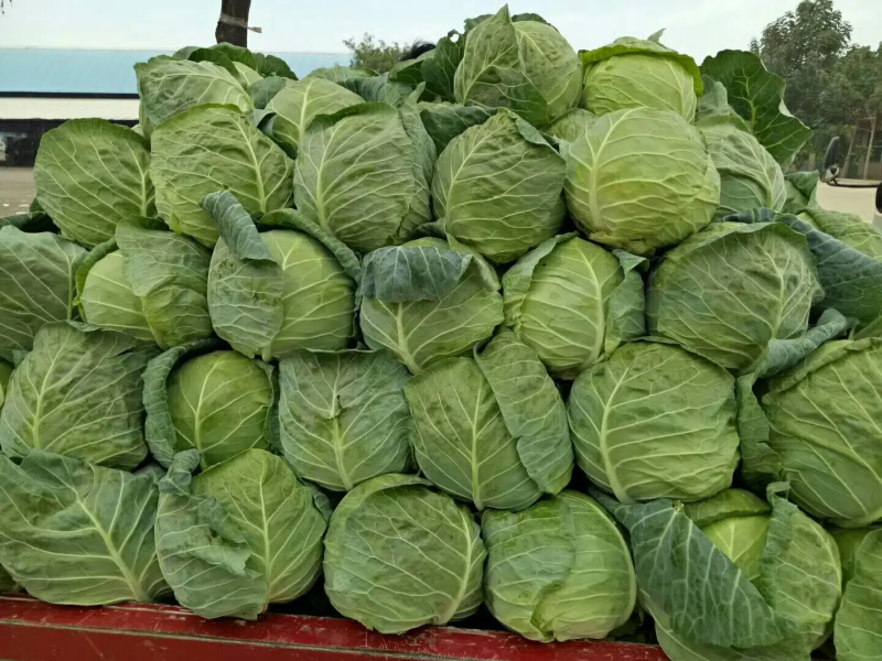 河北甘蓝，精品甘蓝绿甘蓝，现大量上市，欢迎来电咨询！