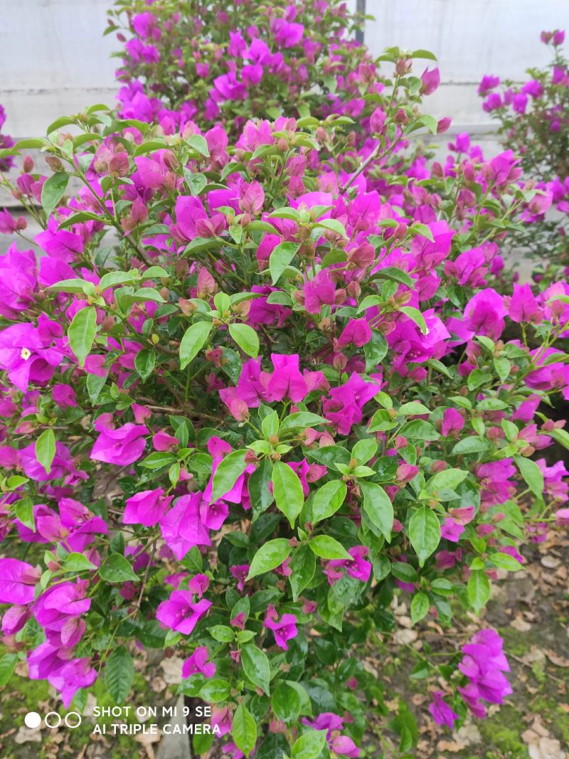 精品三角梅，紫色三角梅，花多茂密