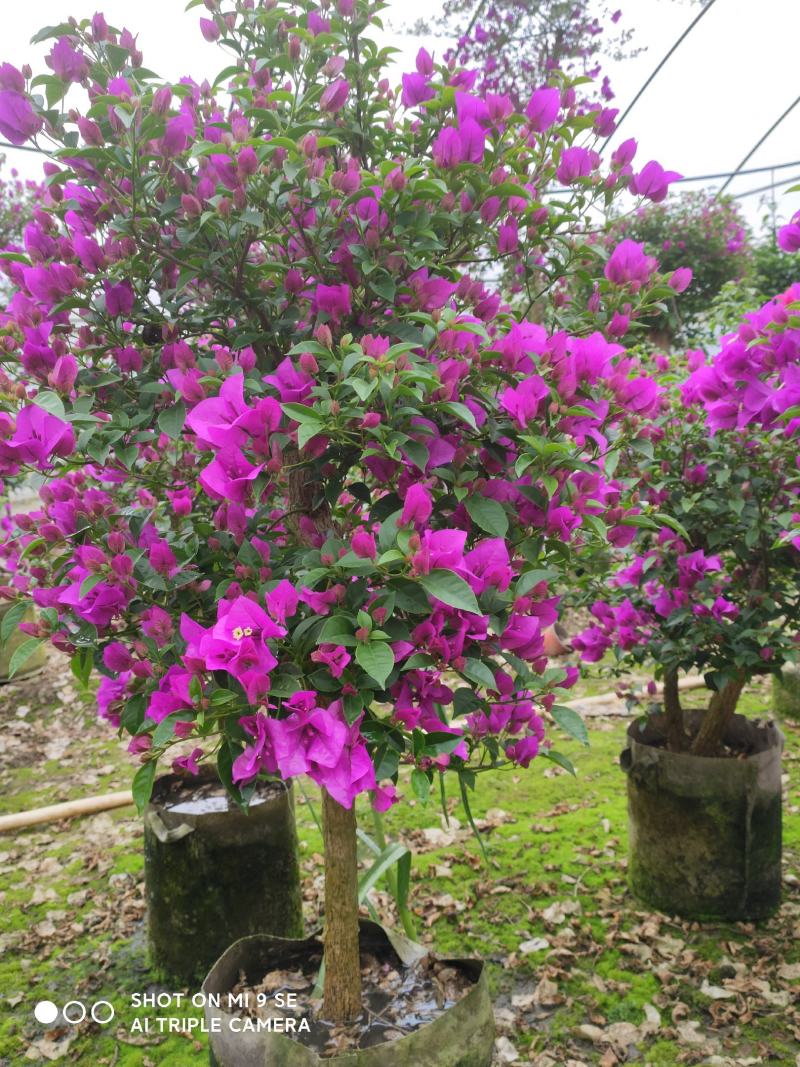精品三角梅，紫色三角梅，花多茂密