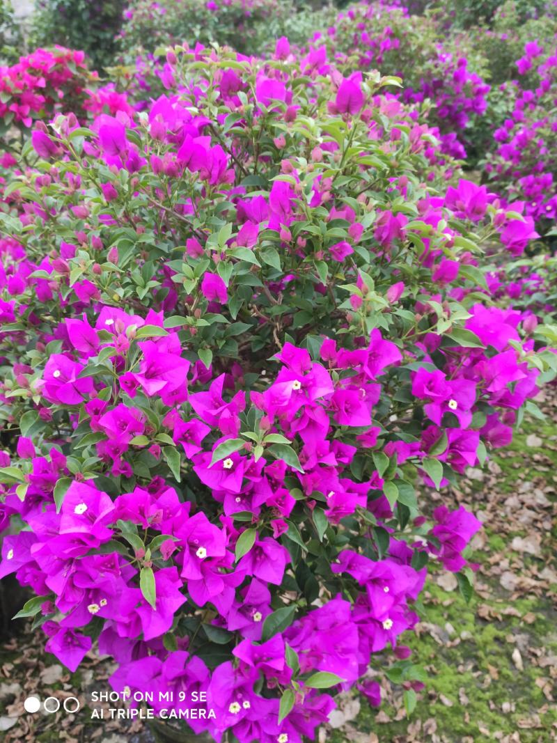 精品三角梅，紫色三角梅，花多茂密
