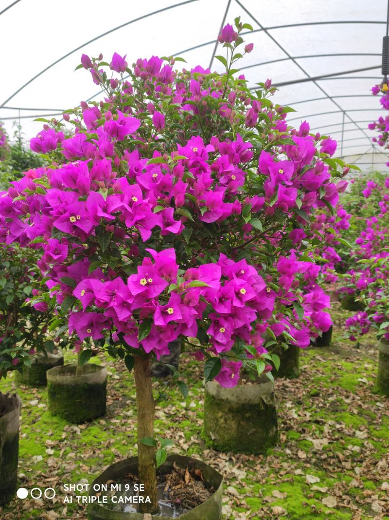 精品三角梅，紫色三角梅，花多茂密
