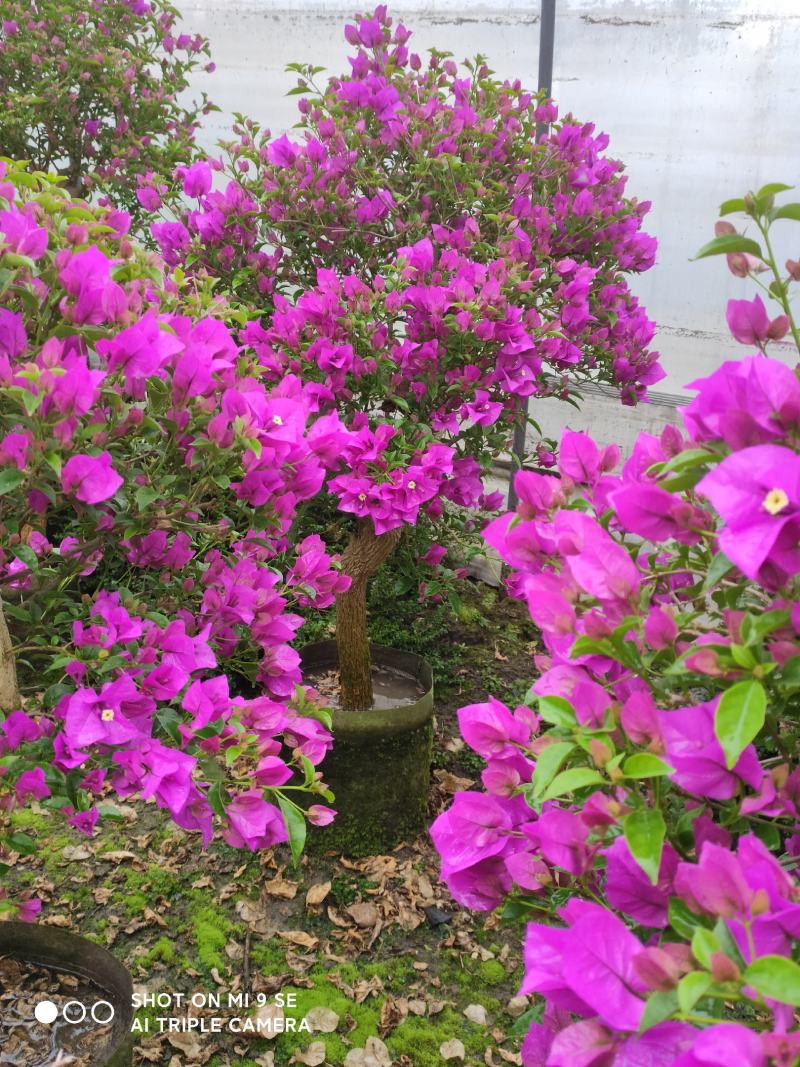精品三角梅，紫色三角梅，花多茂密