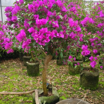 精品三角梅，紫色三角梅，花多茂密