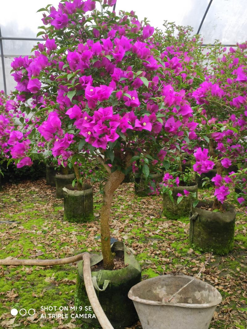 精品三角梅，紫色三角梅，花多茂密