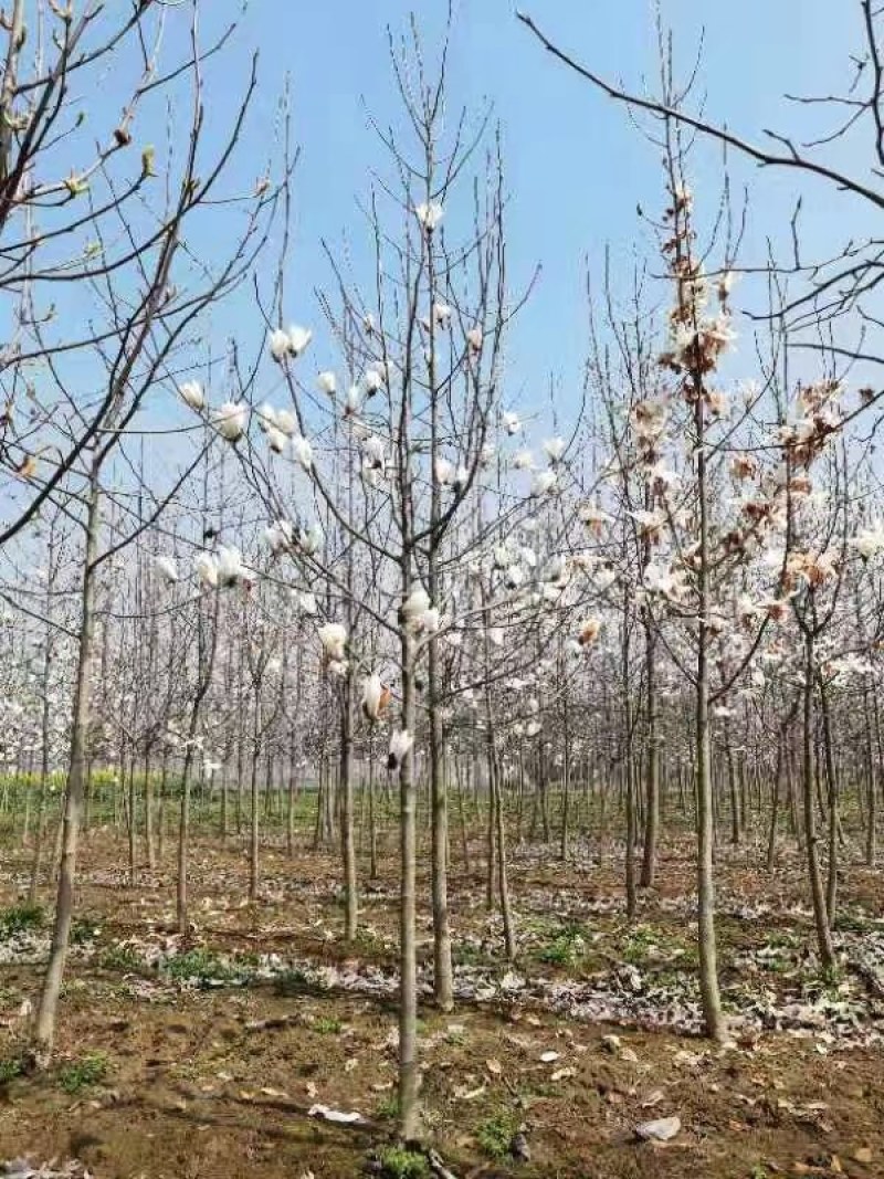 10-20公分白玉兰供应，规格齐全，一手货源
