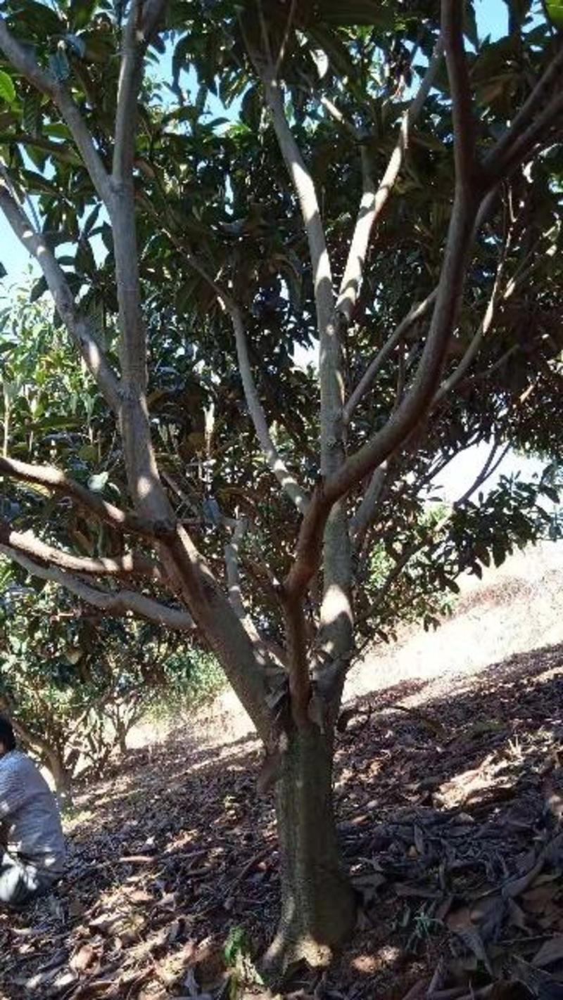 枇杷树出售各种规格枇杷树枇杷树苗
