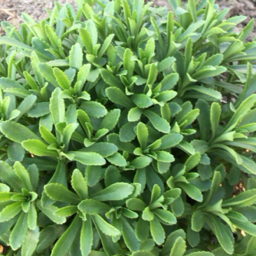 养心菜、高钙菜、救心菜、费菜、景天三七。