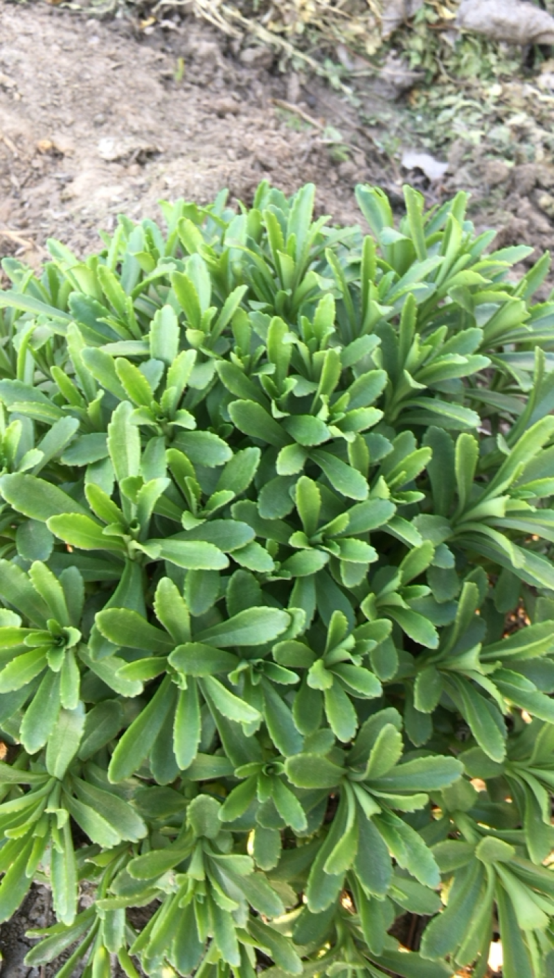 养心菜、高钙菜、救心菜、费菜、景天三七。