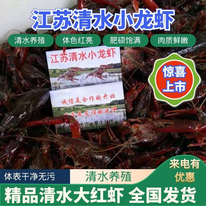 克氏原螯虾小龙虾主养789钱规格全年卖货来电优惠