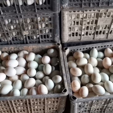 大量出售，鲜鸭蛋，保质保量