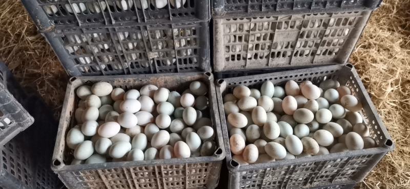 大量出售，鲜鸭蛋，保质保量