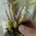 中药材赶黄草泡茶好料