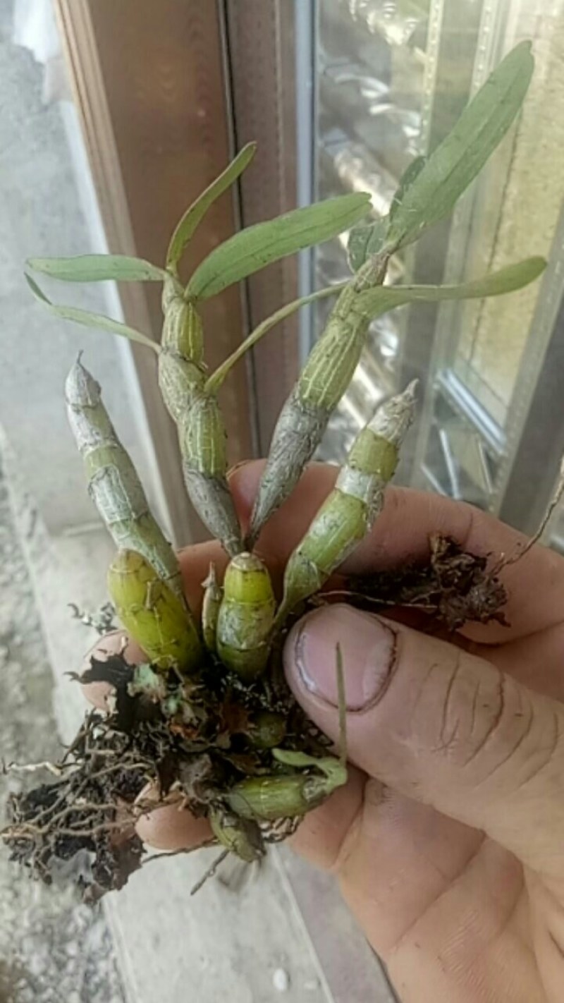 中药材赶黄草泡茶好料
