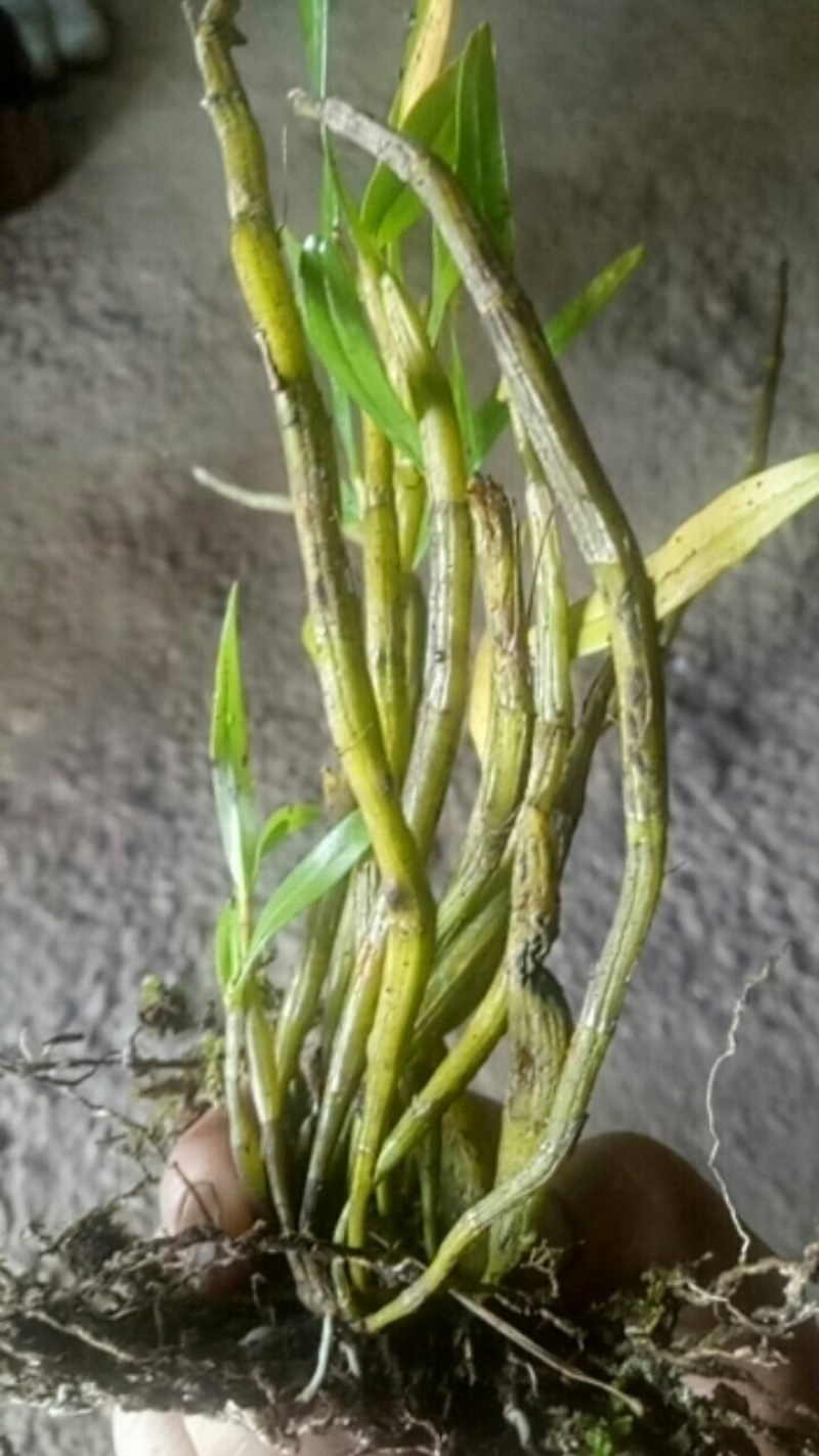 中药材赶黄草泡茶好料