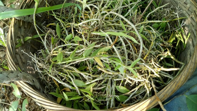 中药材赶黄草泡茶好料
