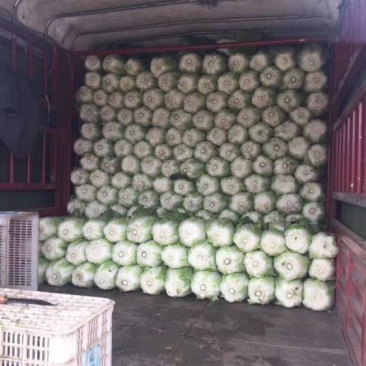山东省临沂市兰陵县黄心大白菜