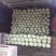 山东省临沂市兰陵县黄心大白菜