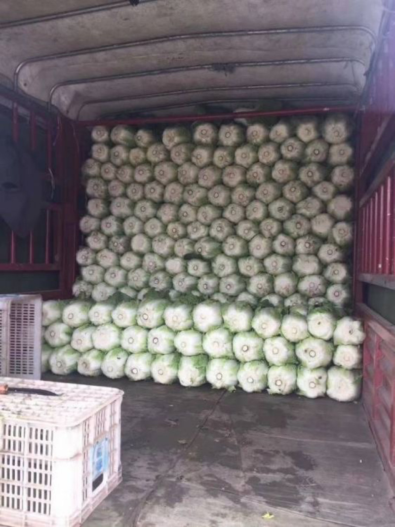 山东省临沂市兰陵县黄心大白菜
