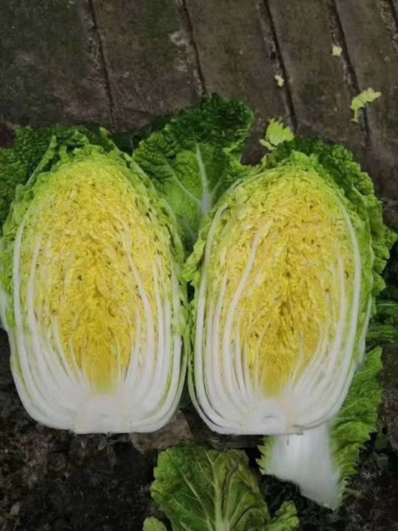 山东省临沂市兰陵县黄心大白菜