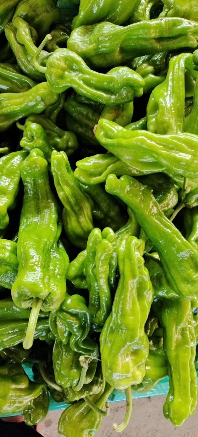 山东省临沂市兰陵县辣椒