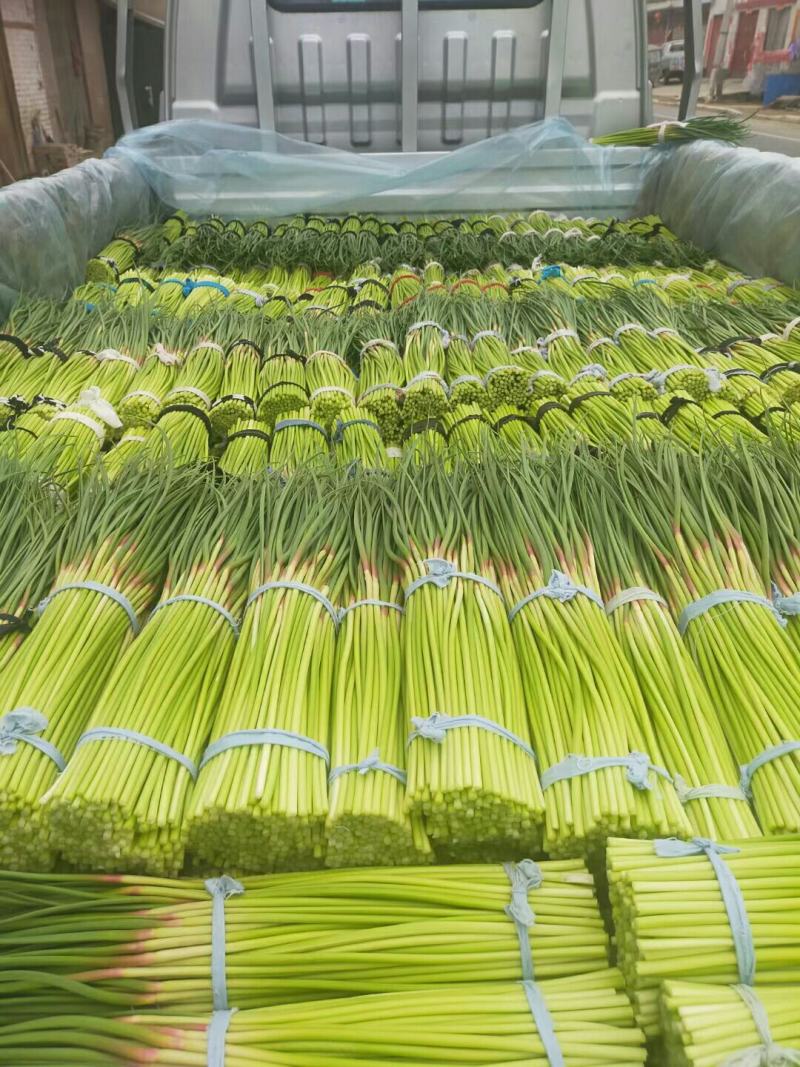 河南杞县早熟蒜薹，2021年新蒜薹上市