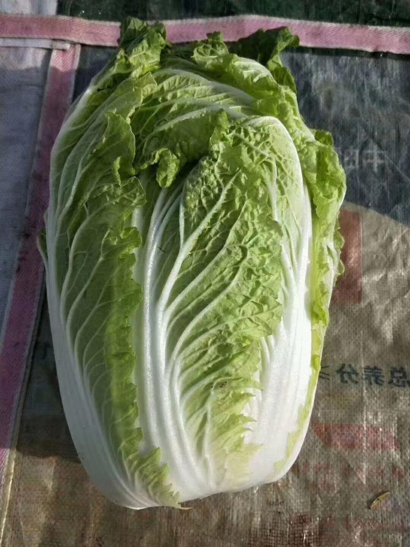 菊锦春白菜净菜7斤以上无烧心适合市场加工都可以
