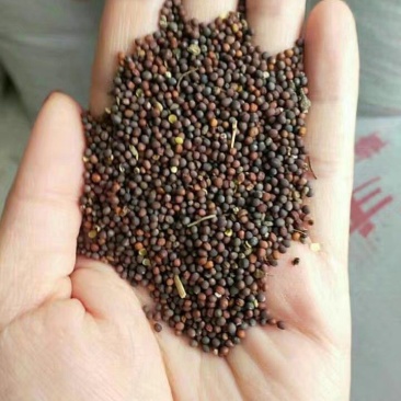 油菜籽观赏油菜花种子