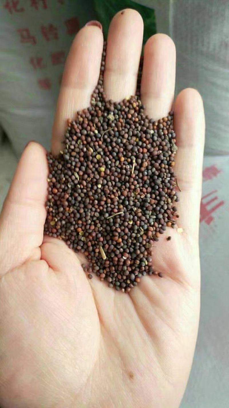 油菜籽观赏油菜花种子