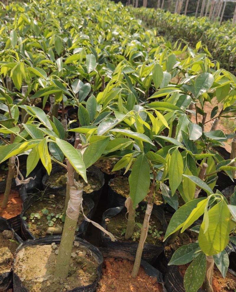 一级椅楠沉香树，比其它品种结香快。
