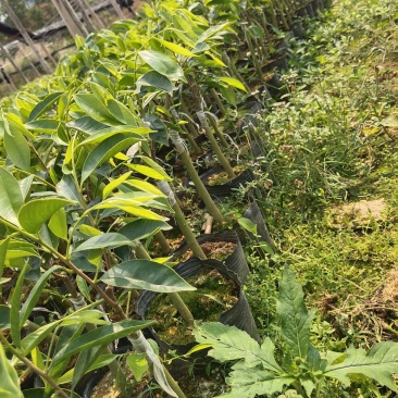 一级椅楠沉香树，比其它品种结香快。