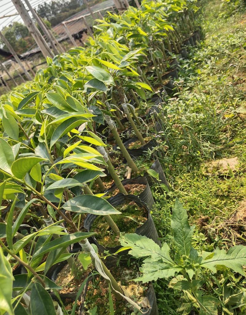 一级椅楠沉香树，比其它品种结香快。