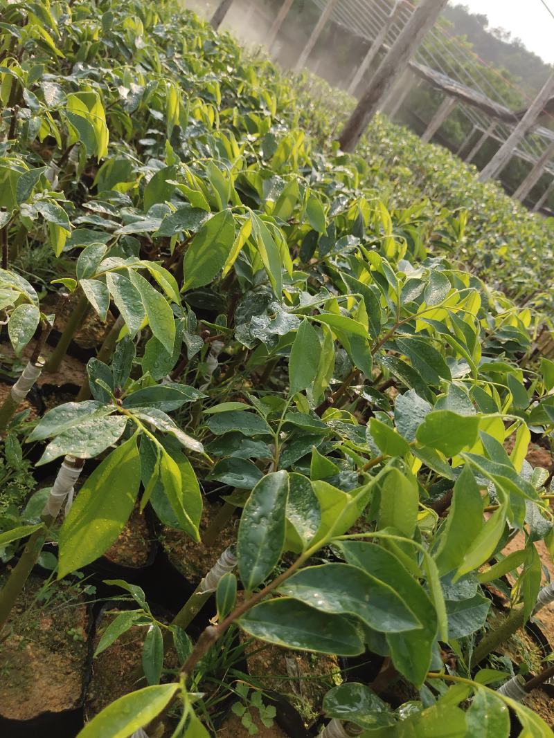一级椅楠沉香树，比其它品种结香快。