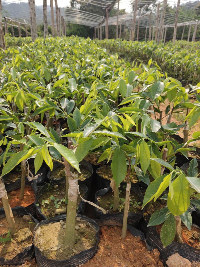 一级椅楠沉香树，比其它品种结香快。